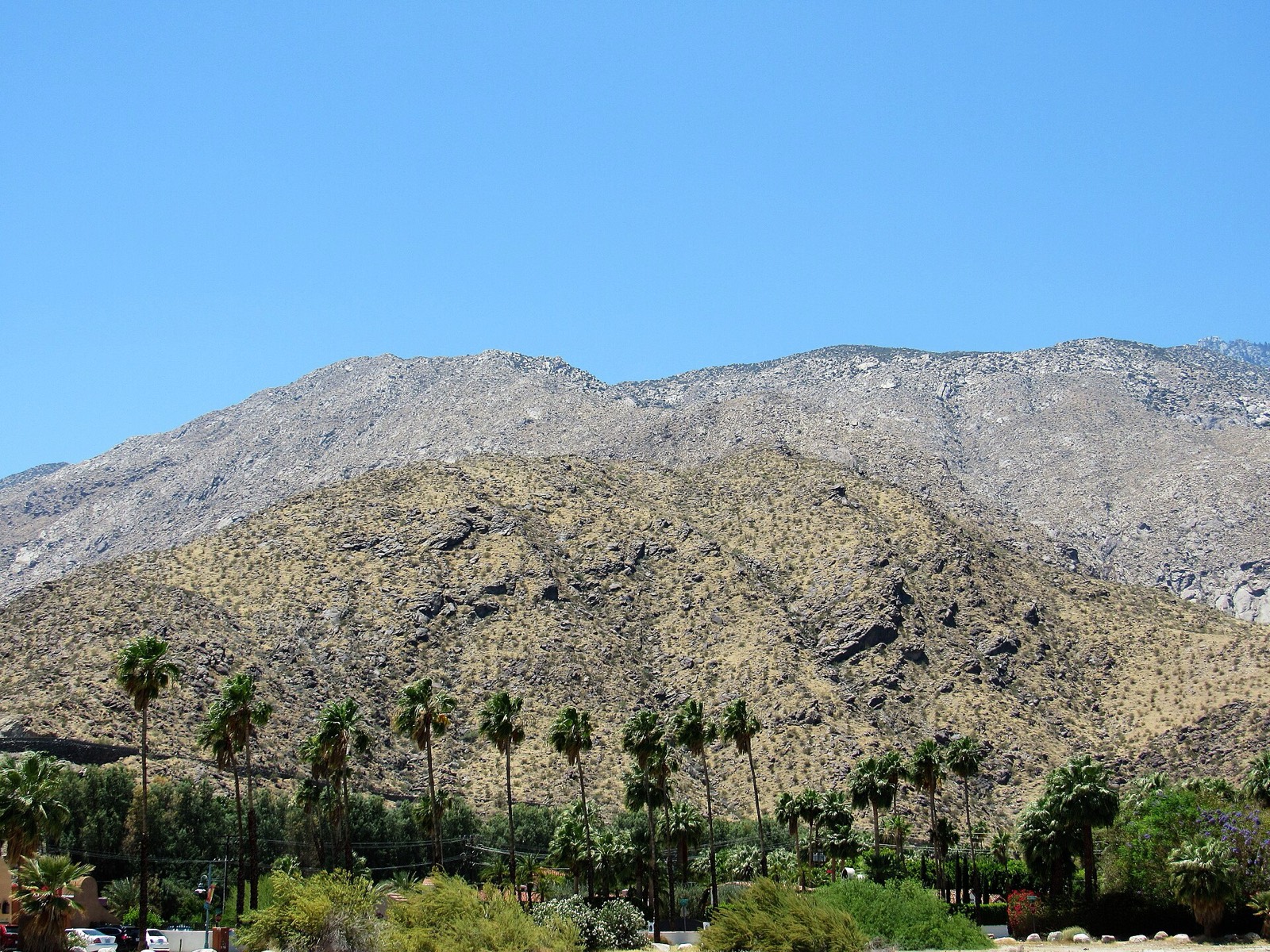 The San Jacinto Mountains rising above palm trees in Palm Springs, California